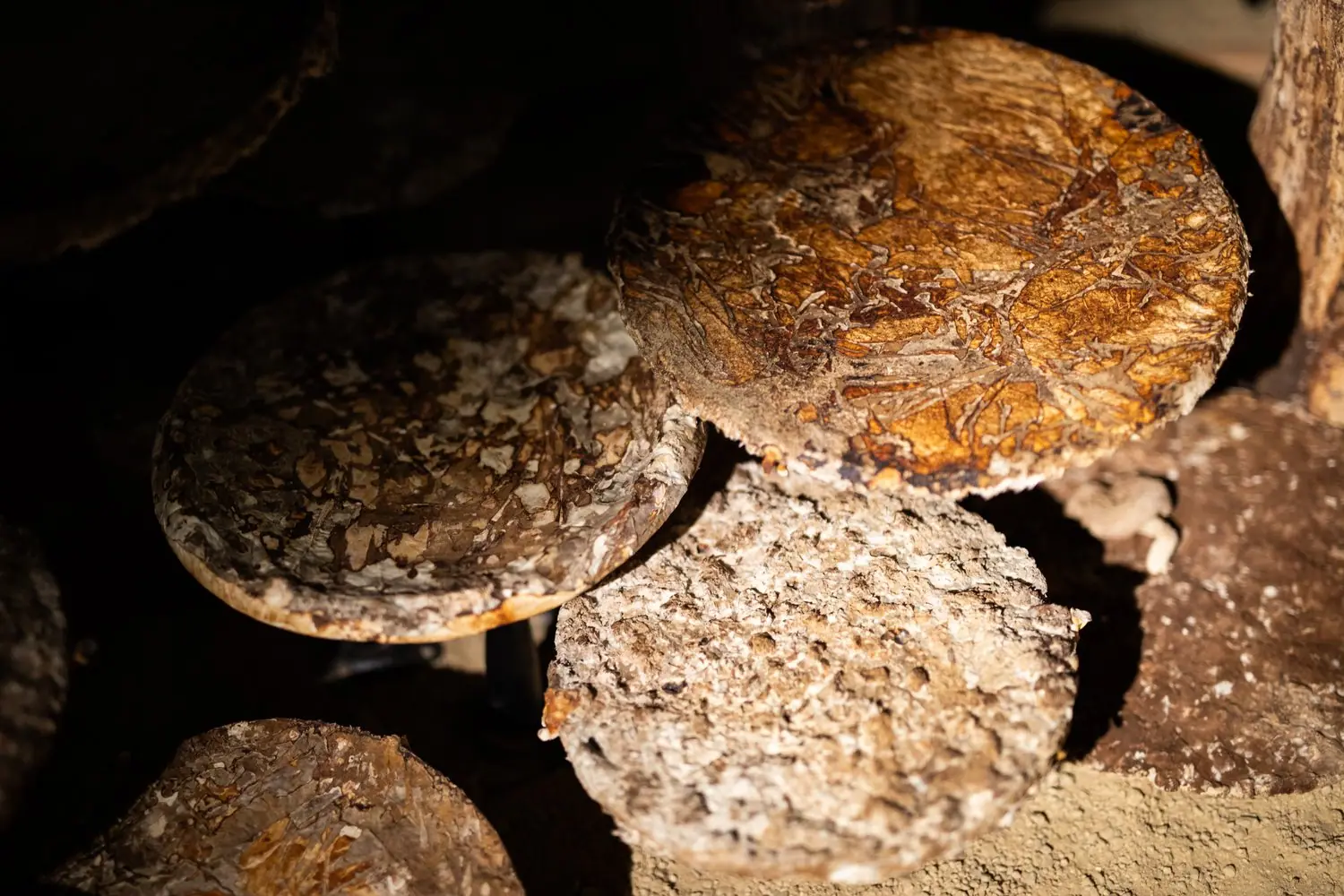 Domowa uprawa grzybów na kłodach - shiitake i boczniaki w ogrodzie