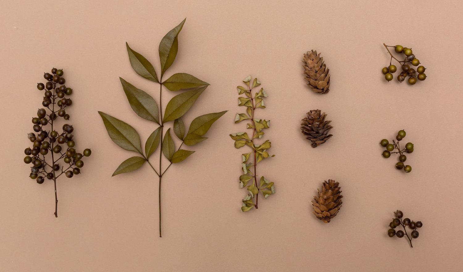 Tworzenie herbarium – zbieranie i konserwowanie roślin